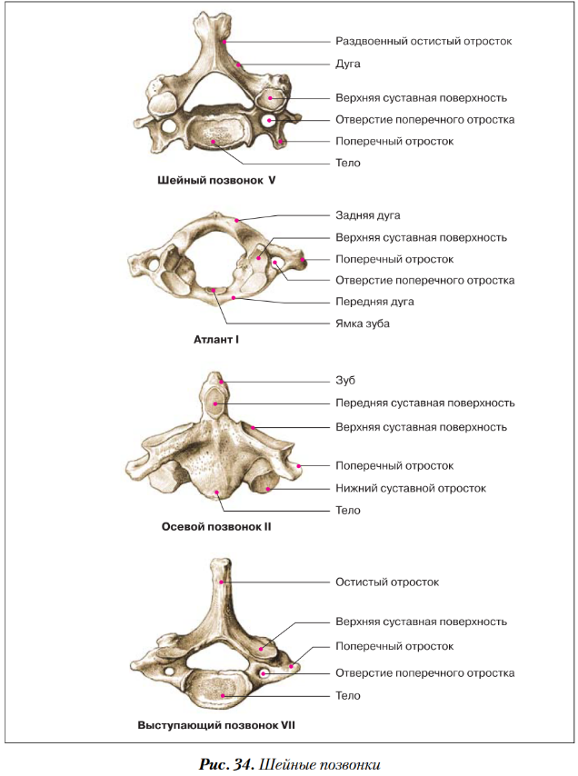 Характеристики позвонков шейного отдела. Остистый отросток шейного позвонка. Шейные позвонки строение анатомия. Первый шейный позвонок анатомия на латыни и русском.