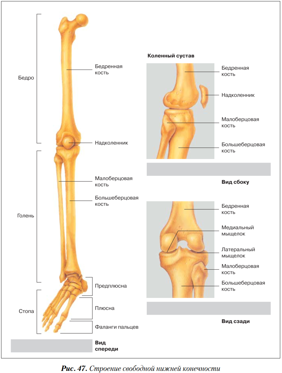 Кости нижних конечностей человека анатомия
