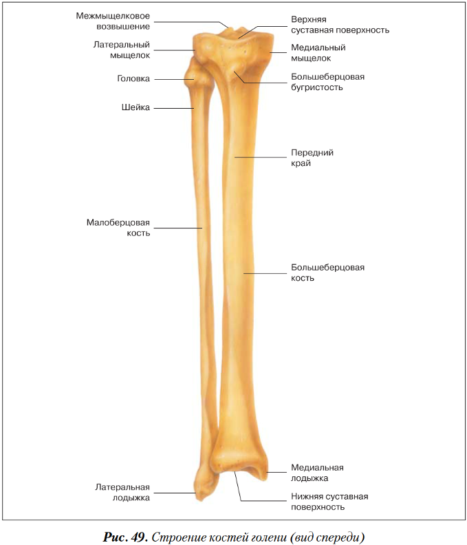 Большая берцовая кость анатомия. Большеберцовая кость и малоберцовая кость. Анатомические структуры большеберцовой кости. Кости голени малоберцовая кость большеберцовая.