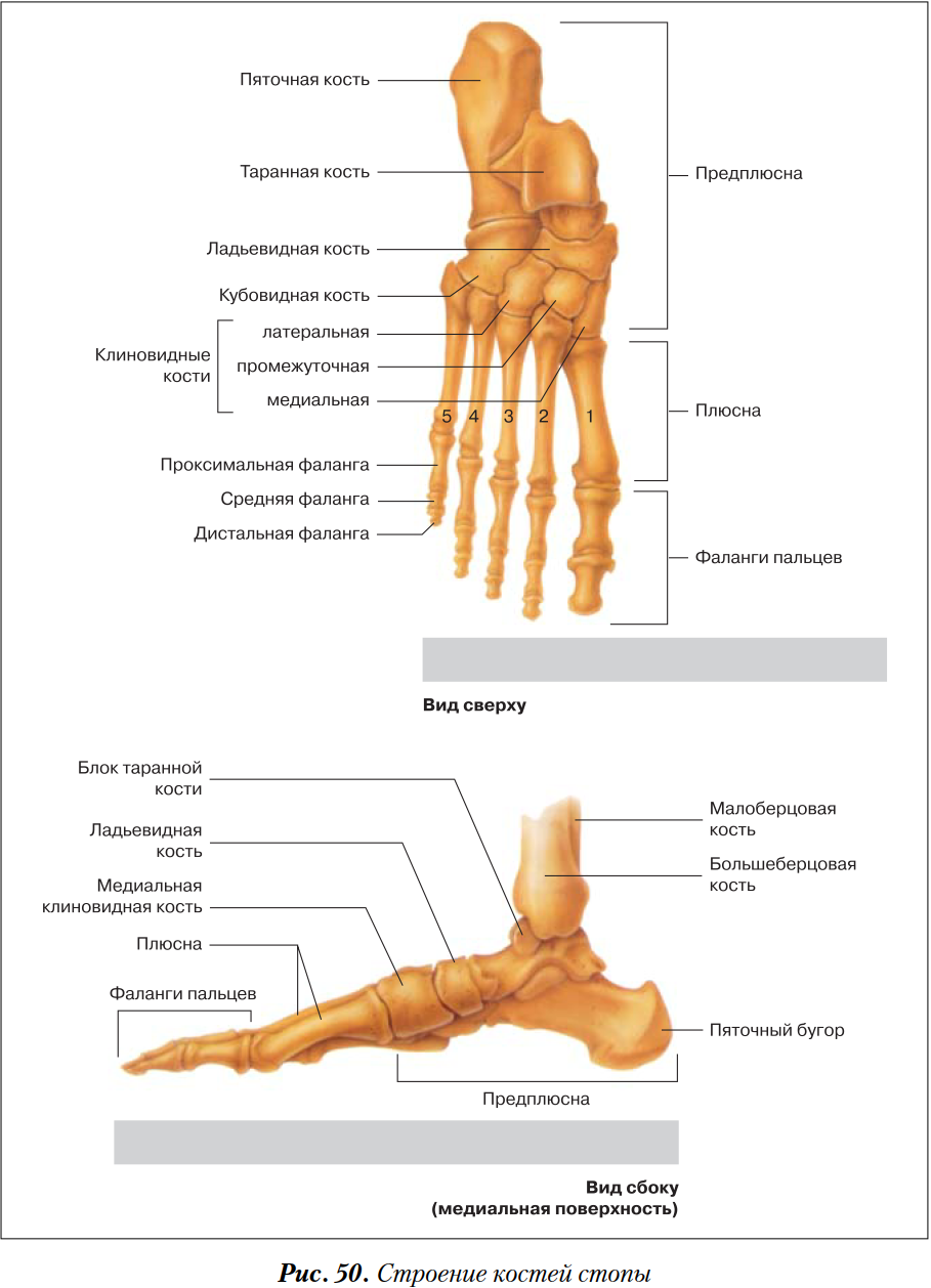 Фото стопы человека с названием. Стопа кость строение анатомия. Нога анатомия строение кости. Кости стопы человека анатомия. Строение стопы ноги кости.