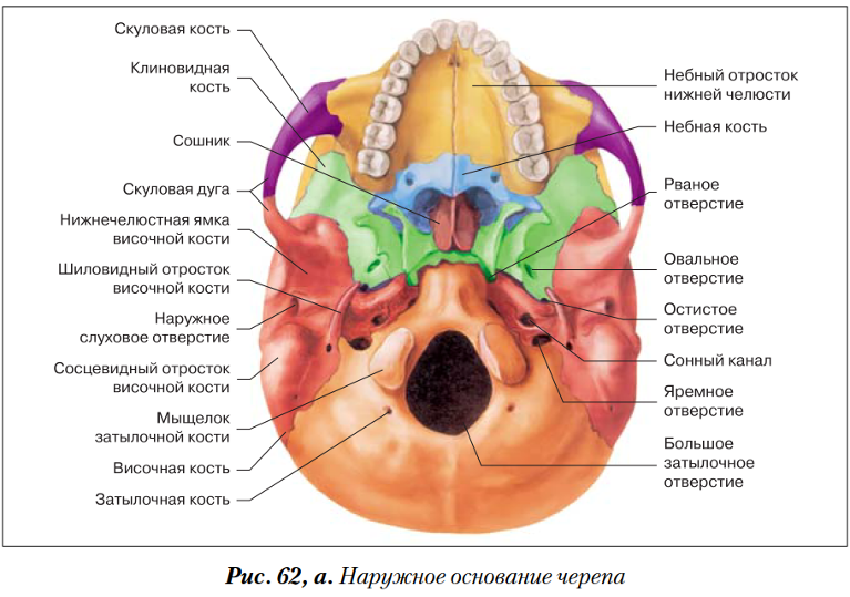 Мозговое основание черепа. Наружное основание черепа строение анатомия. Наружное основание черепа анатомия кости. Внутреннее основание черепа яремное отверстие. Внутренняя поверхность основания черепа отверстия.