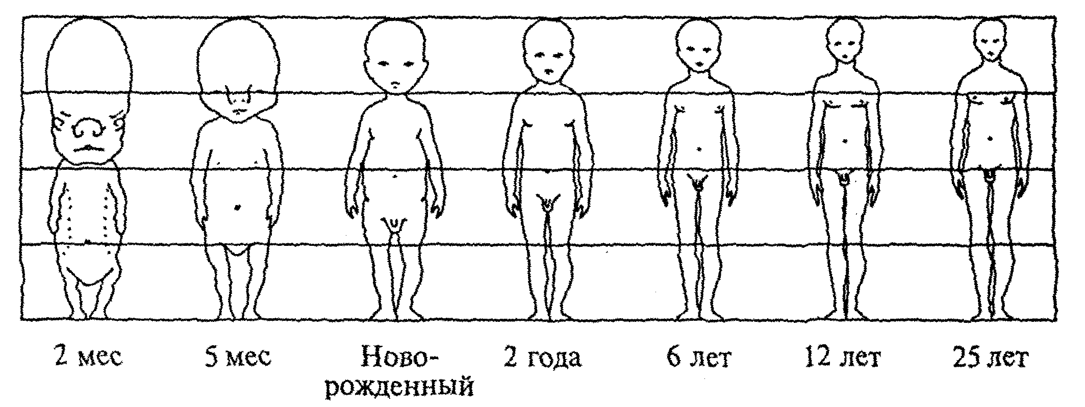 Человек 1 лет. Пропорции тела ребенка младенца. Схема пропорций тела ребенка. Пропорции тела у детей различных возрастов. Соотношение размеров тела у новорожденного.