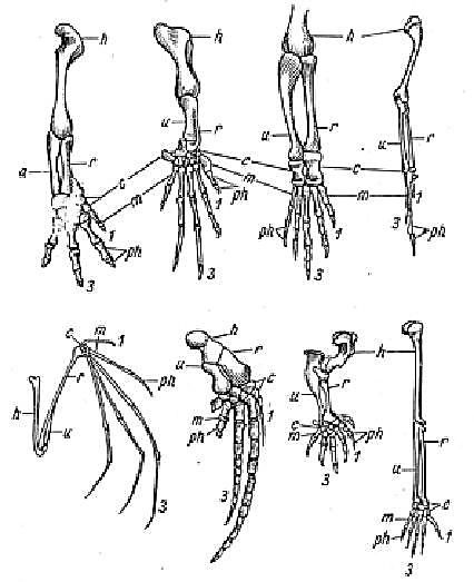 Ласты кита и роющие конечности крота. Гомология передних конечностей позвоночных. Скелет передней конечности наземного позвоночного. Скелет передних конечностей позвоночных. Скелет передней конечности крота.