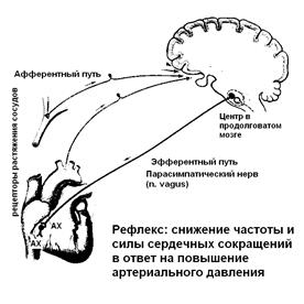 Сердечный центр в продолговатом мозге. Рефлексы головного мозга рефлекторная дуга. Рефлекторная дуга продолговатого мозга схема. Схема рефлексов продолговатого мозга. Рефлекторная дуга рефлекса продолговатого мозга.